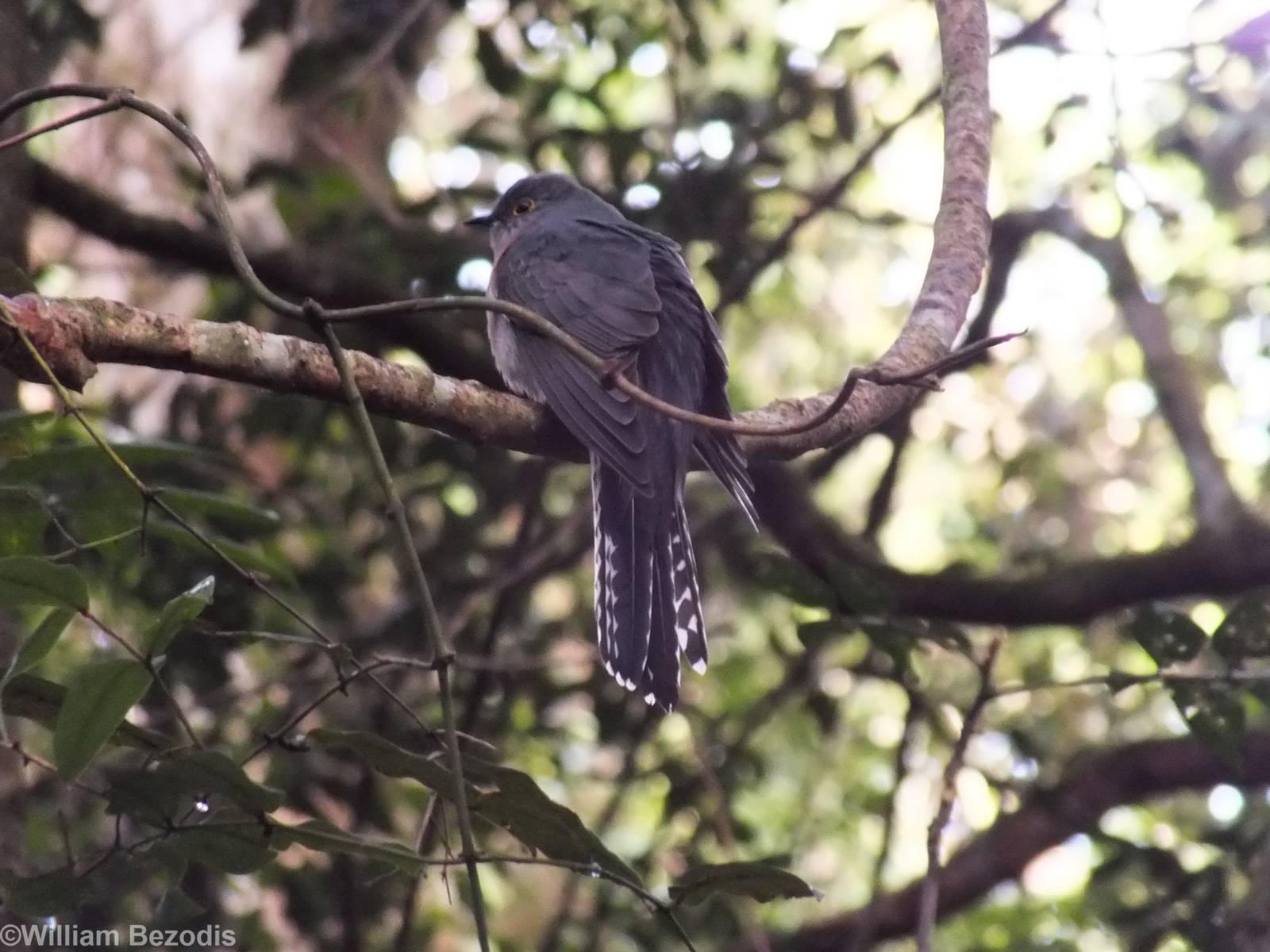 Fan-tailed Cuckoo - Lamington National Park