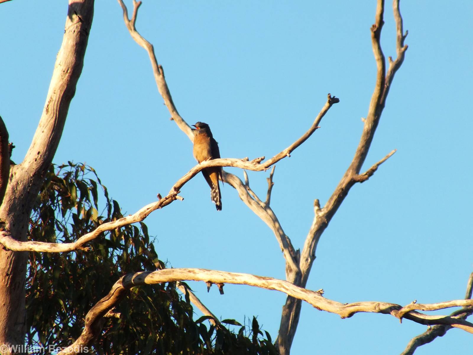 Fan-tailed Cuckoo Singing