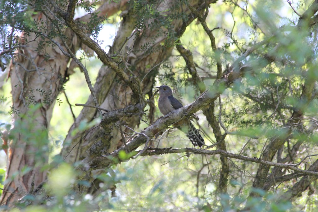 Fan-tailed Cuckoo