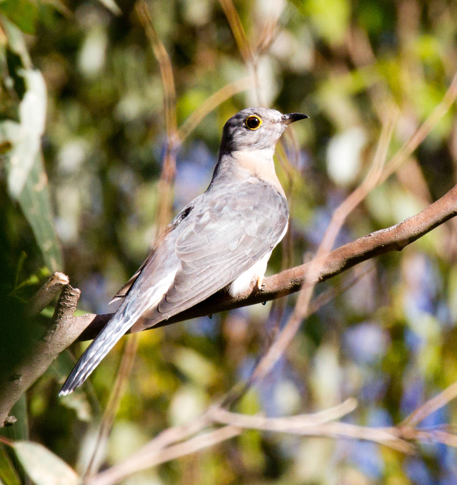 Fan-tailed Cuckoo