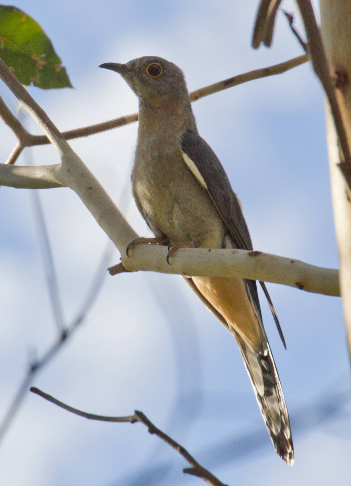 Fan-tailed Cuckoo