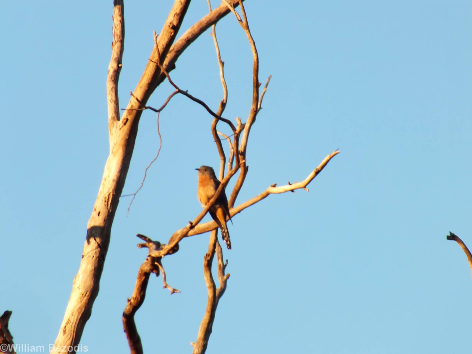 Fan-tailed Cuckoo