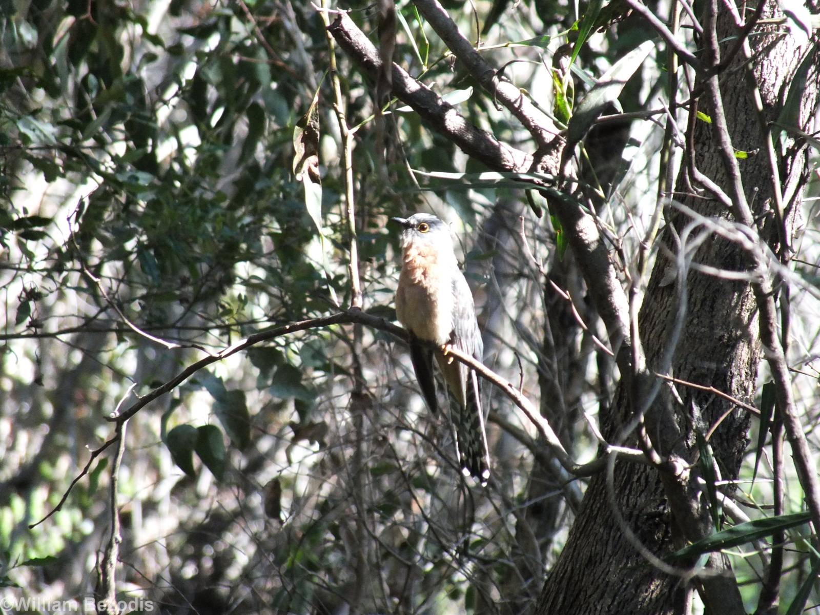 Fan-tailed Cuckoo