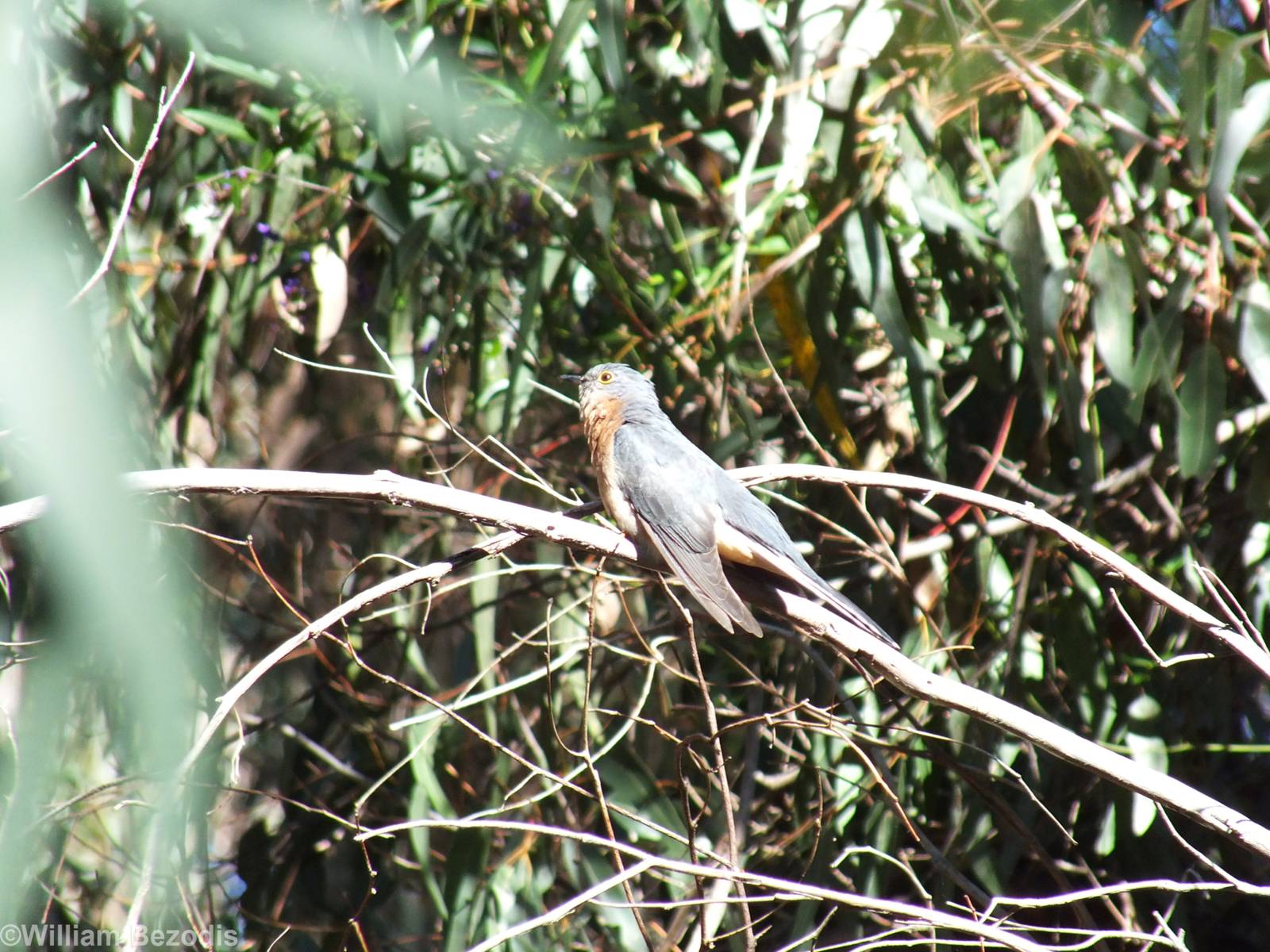 Fan-tailed Cuckoo