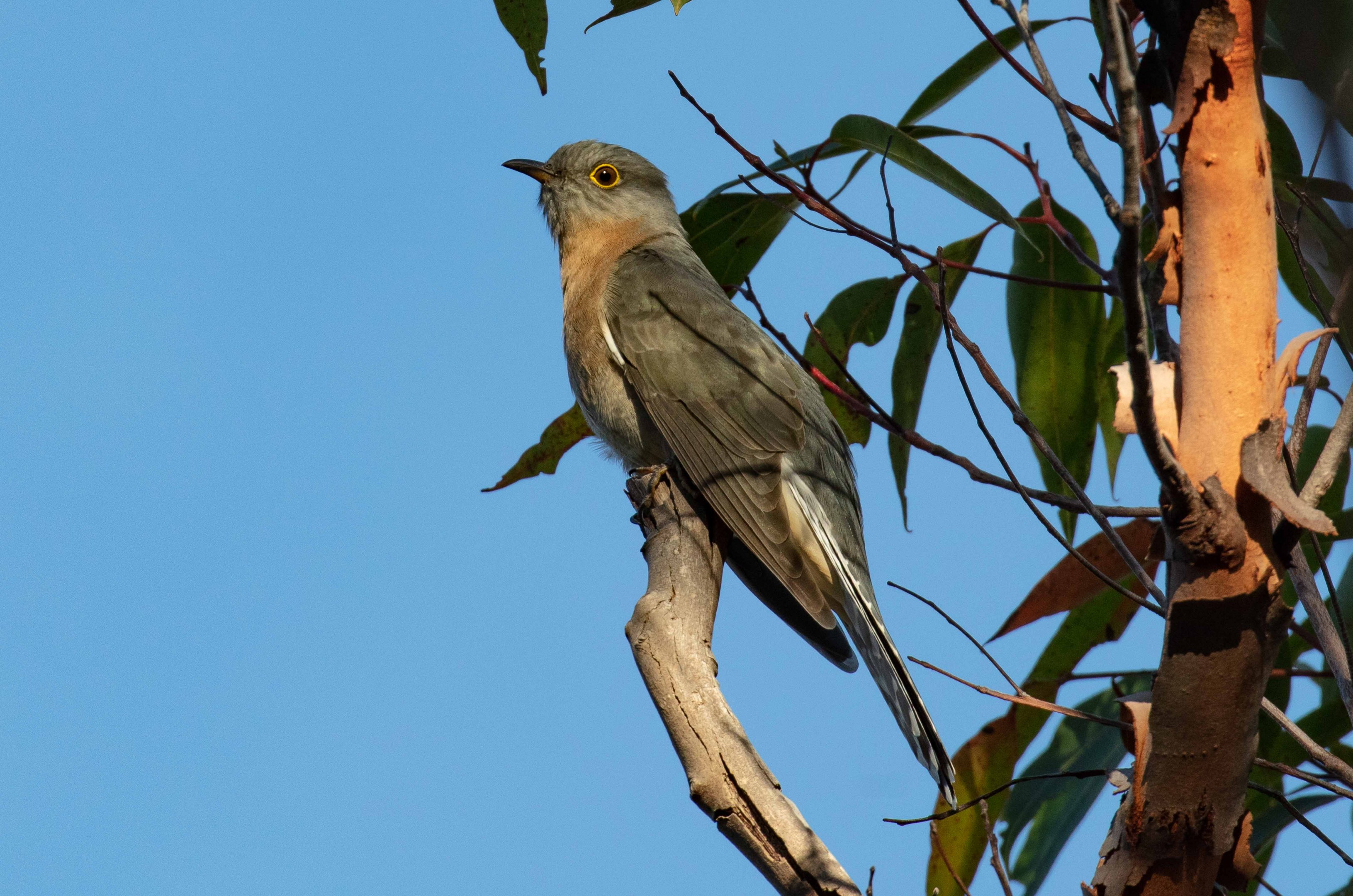 Fan-tailed Cuckoo