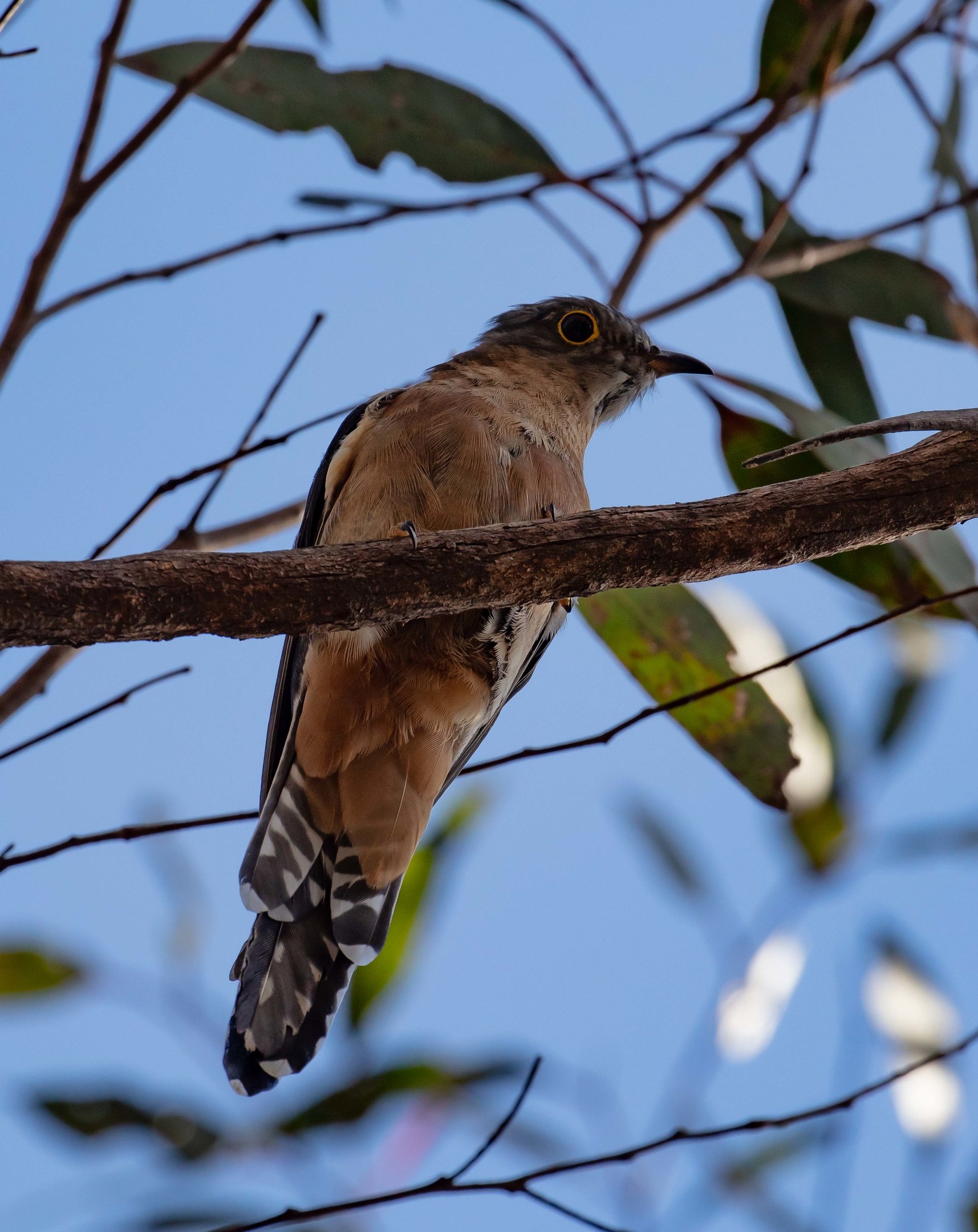 Fan-tailed Cuckoo