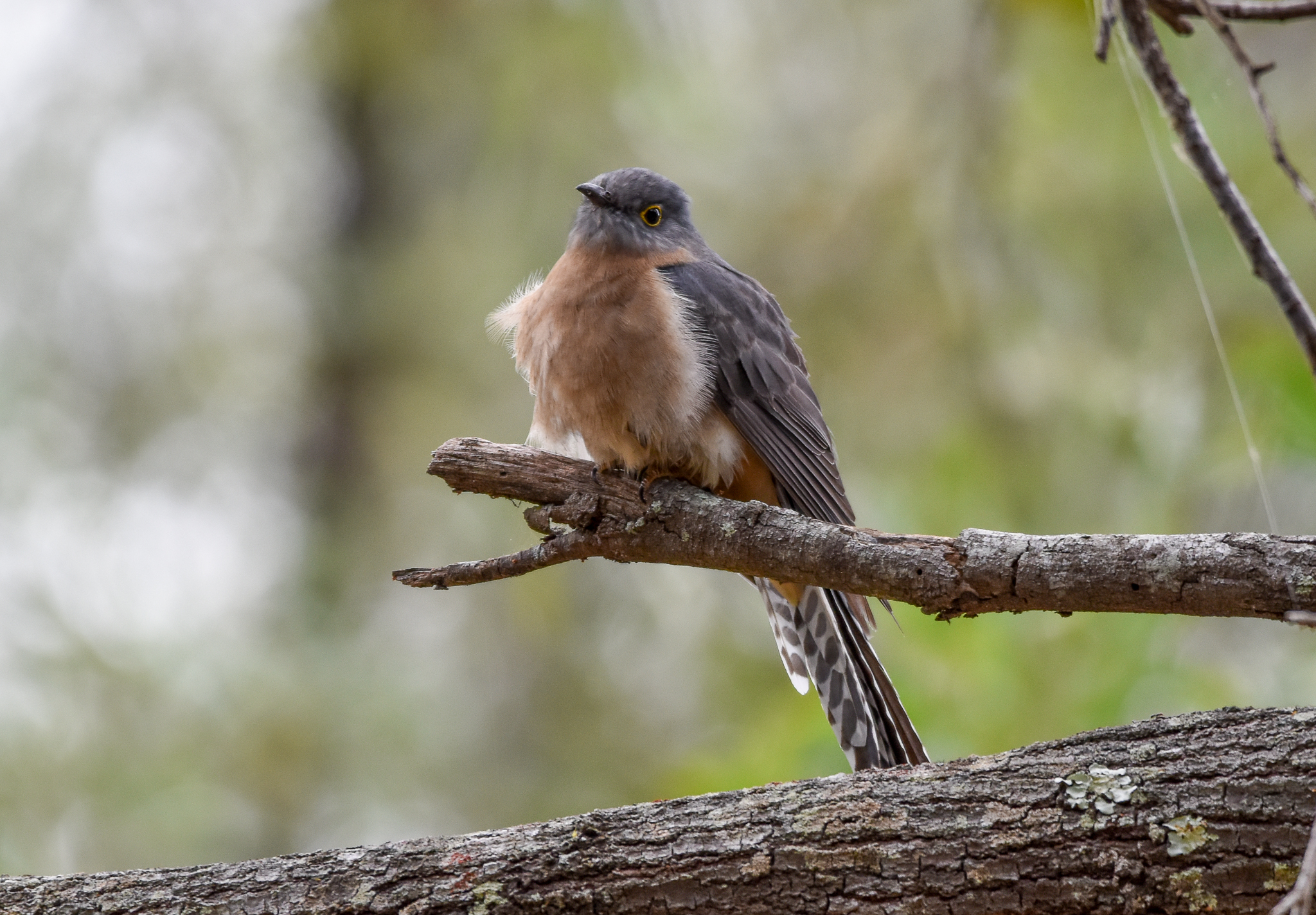Fan-tailed CUckoo