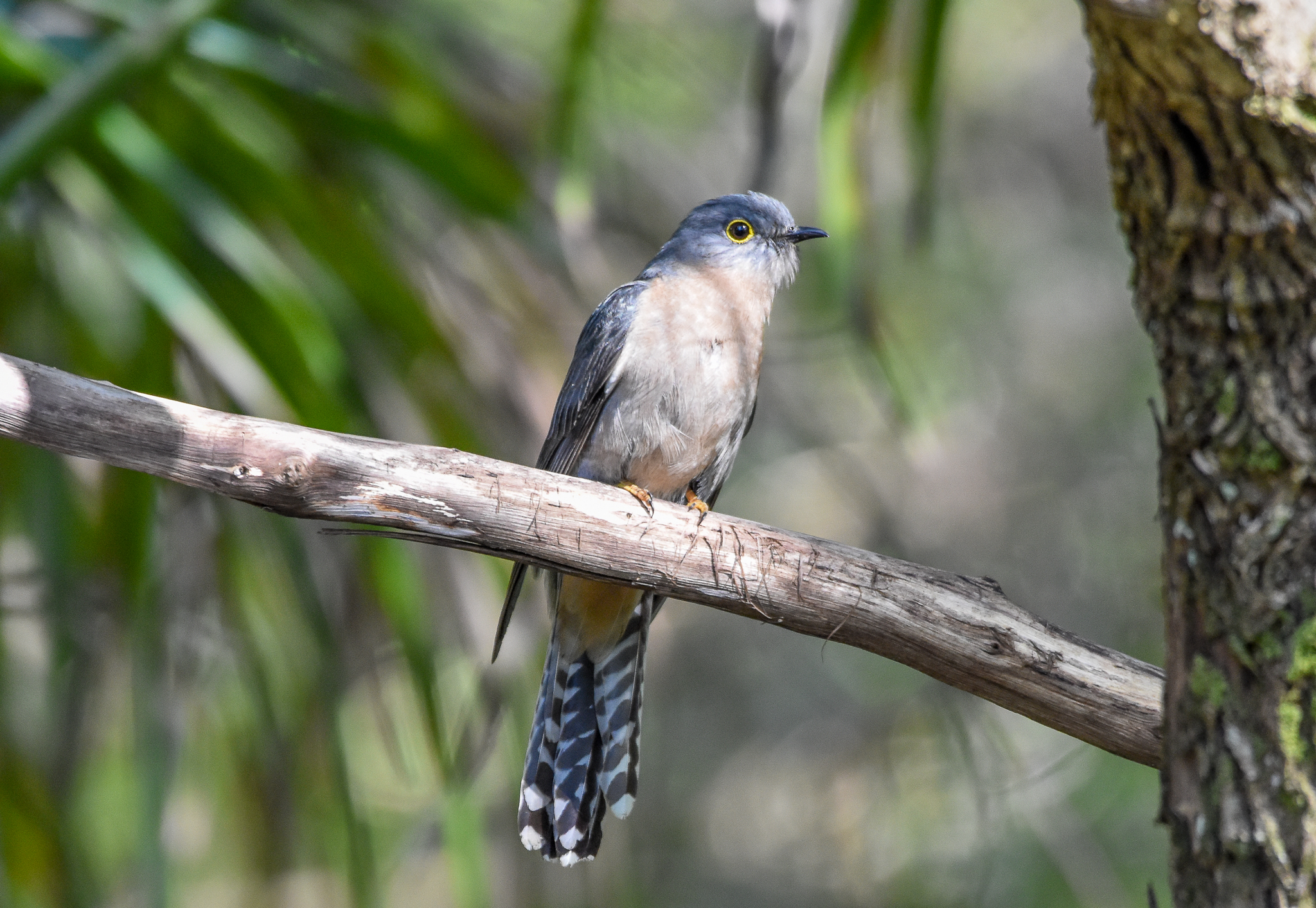 Fan-tailed Cuckoo