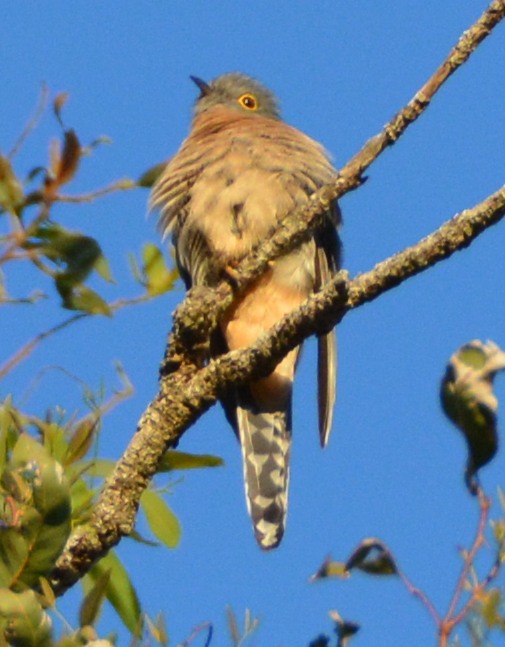 Fan-tailed cuckoo