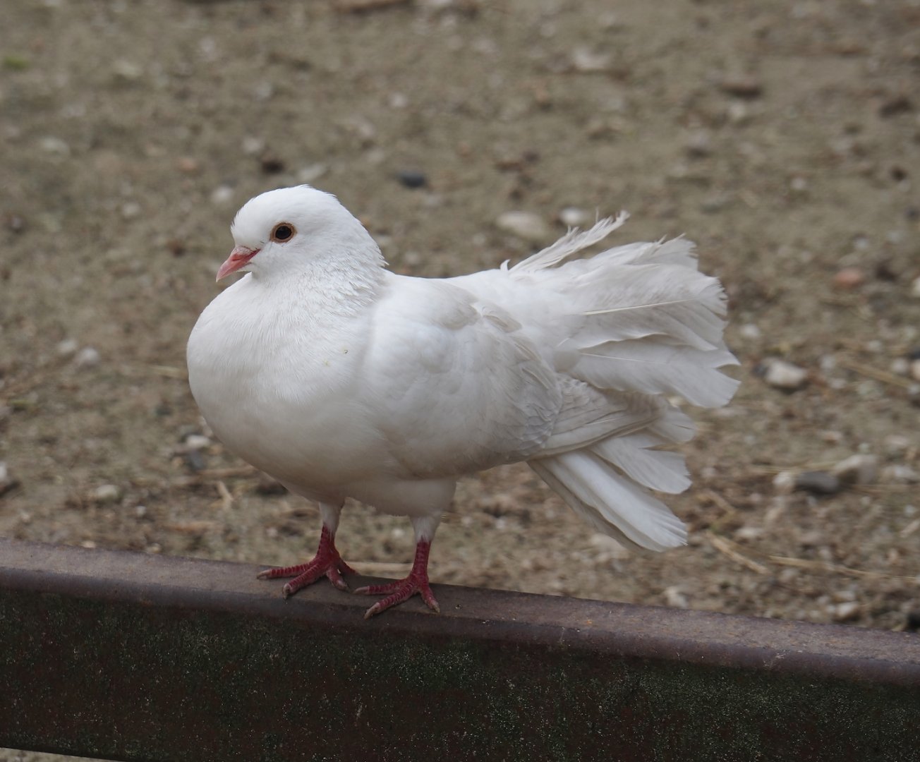 Fan-tailed pigeon (Columba livia domestica), 2024-04-14