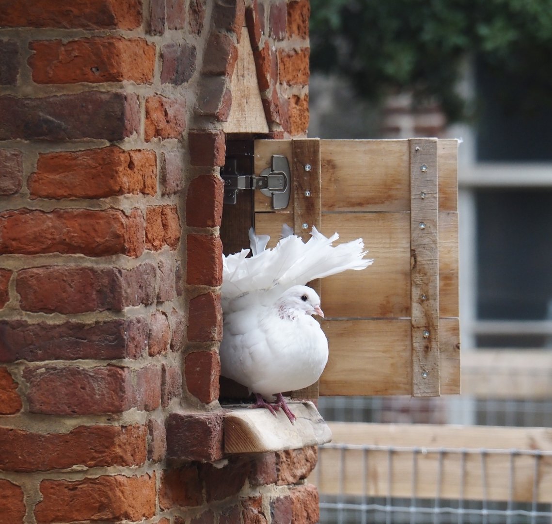 Fan-tailed pigeon (Columba livia domestica), 2024-09-17