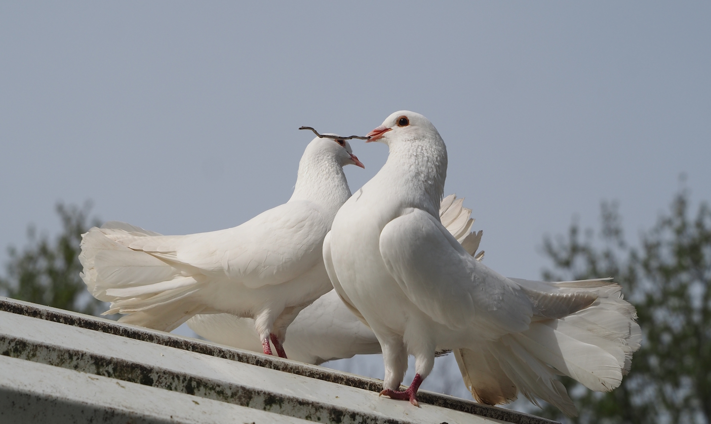 Fan-tailed pigeons (Columba livia domestica), 2024-04-14