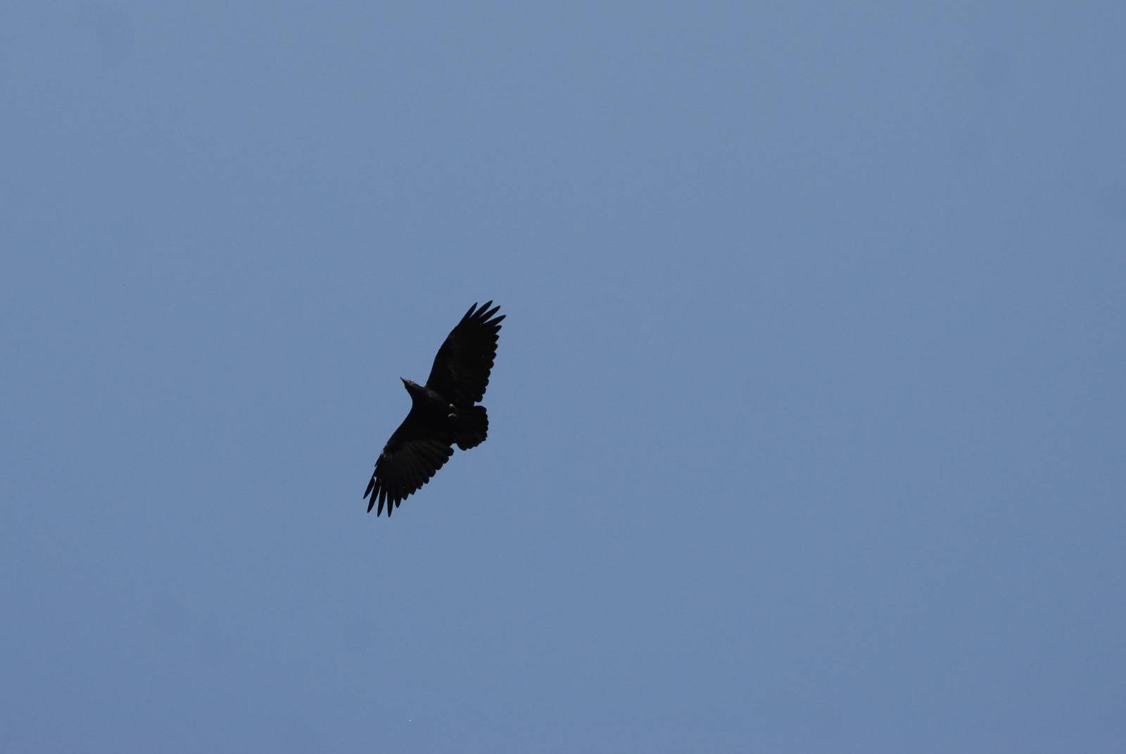 Fan-tailed Raven at Bishangari Lodge, 14/10/14