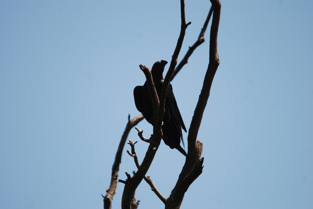 Fan-tailed Raven at Debre Libanos Gorge, Ethiopia, 18/10/14