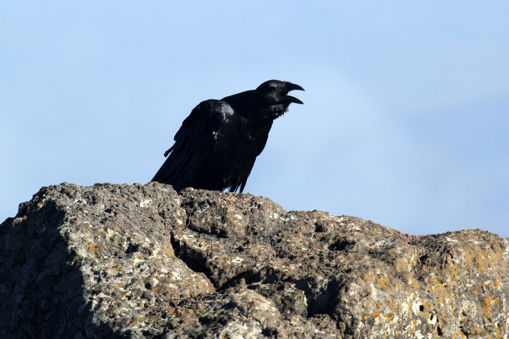 Fan-tailed Raven (Corvus rhipidurus)