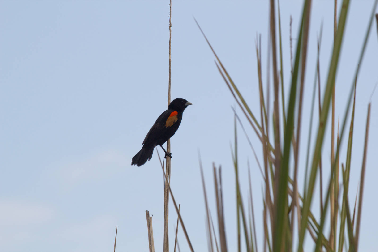 Fan-tailed Widowbird