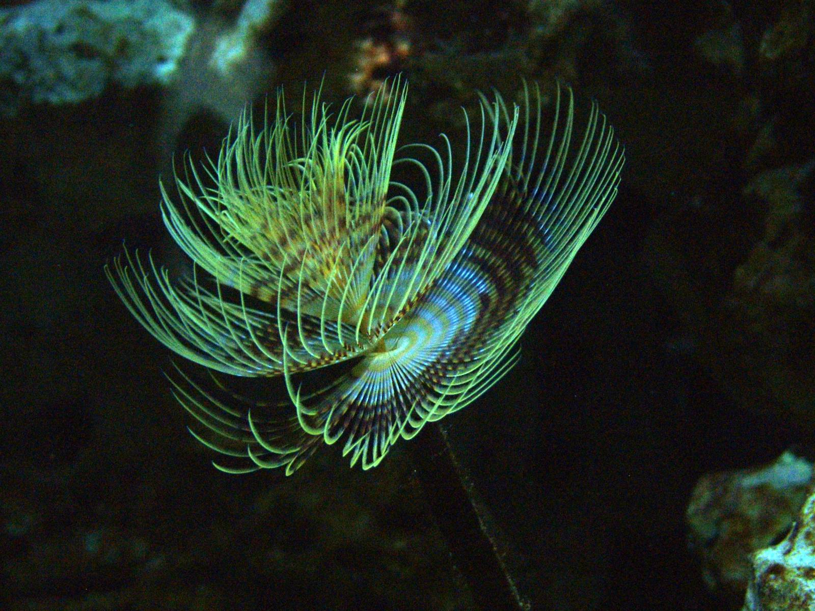 Fan Worm at Berlin Zoo Aquarium, 31/08/11