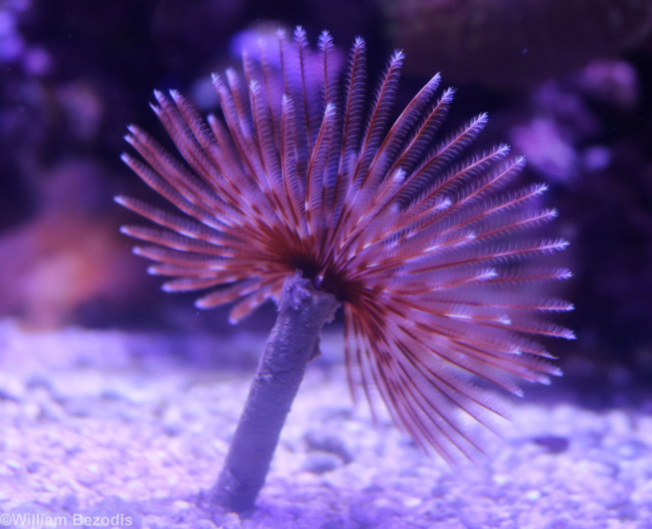 Fan Worm