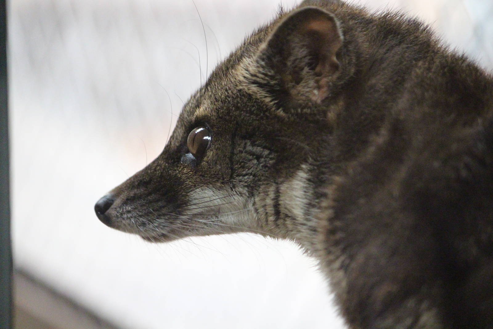 Fanaloka, April 2014