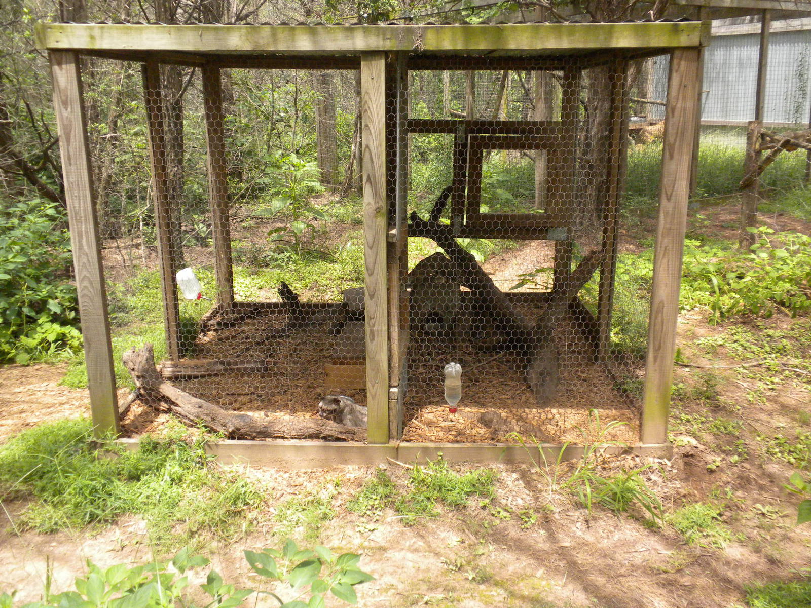 Fanaloka/Asian Palm Civet exhibit