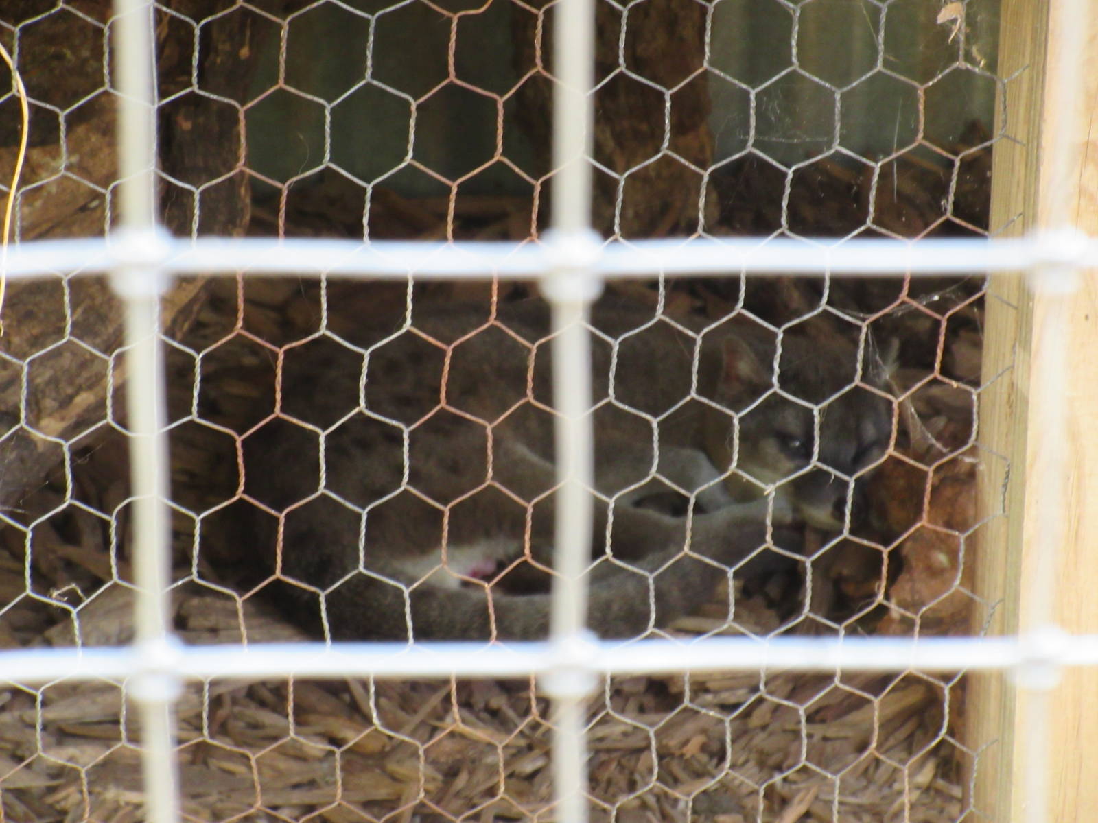 Fanaloka - best image I could get