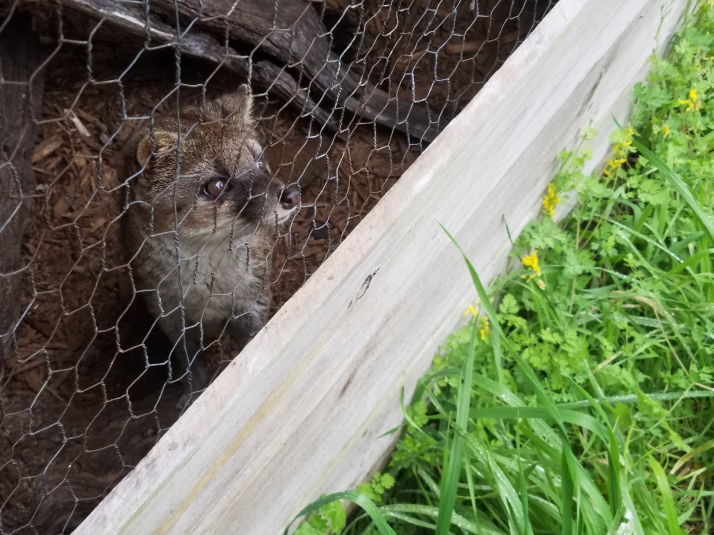 Fanaloka- Capital of Texas Zoo