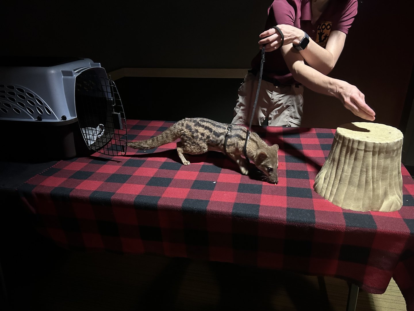 Fanaloka Demonstration