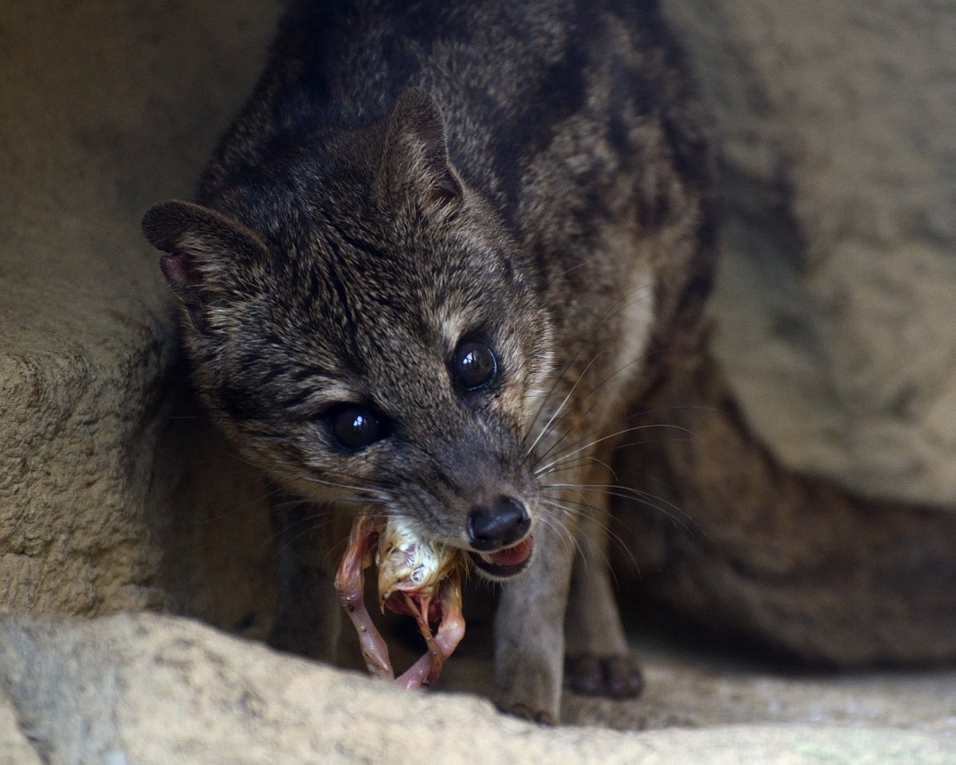 Fanaloka - Exmoor Zoo May 2019