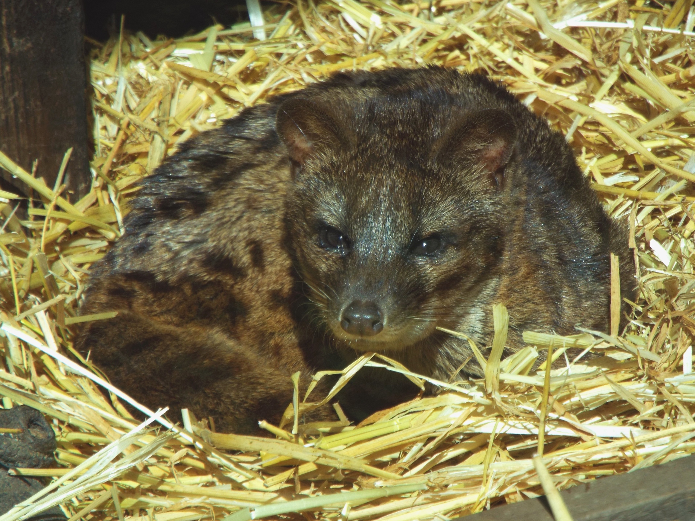 Fanaloka Exmoor Zoo