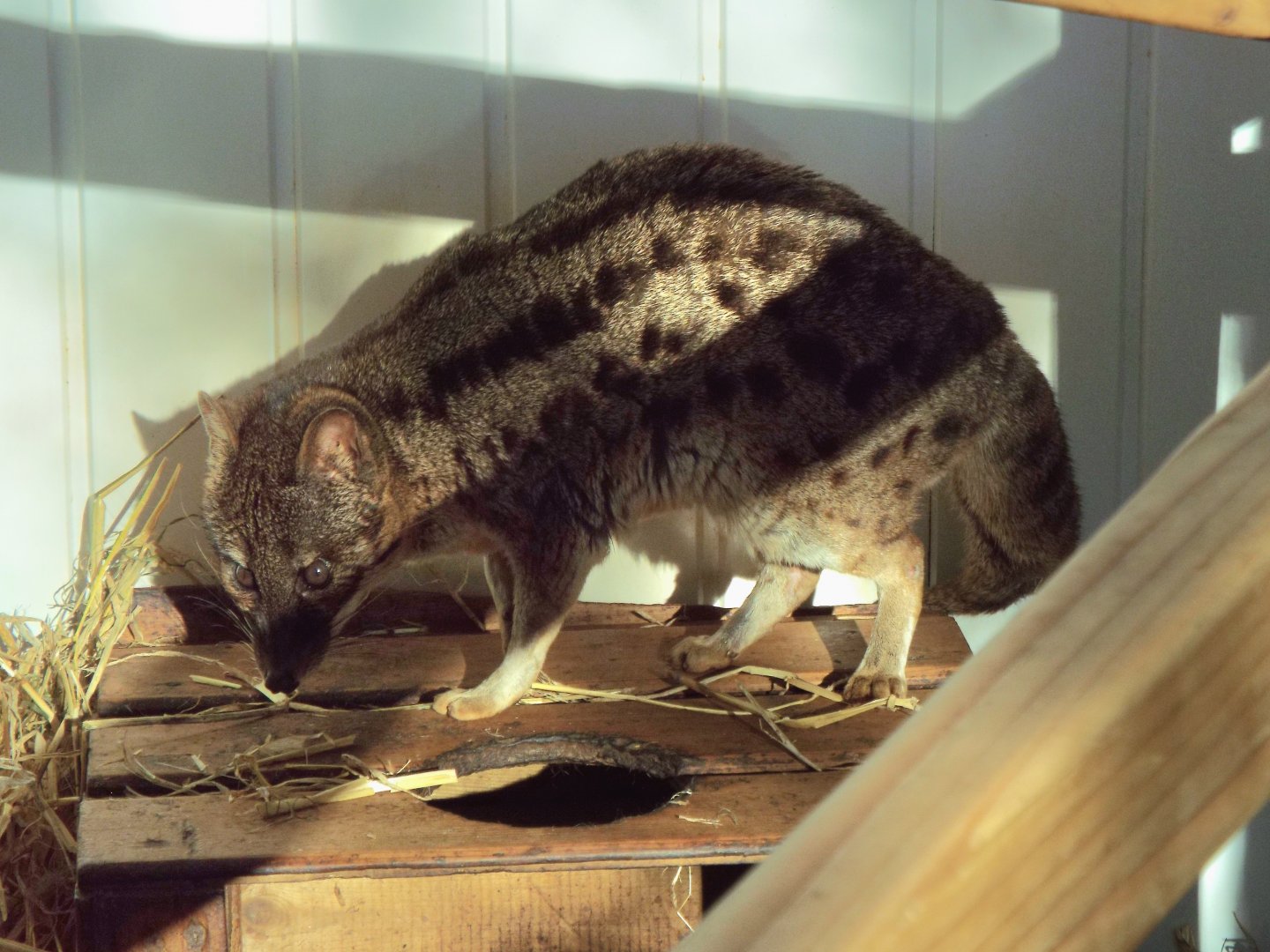 Fanaloka, Exmoor Zoo