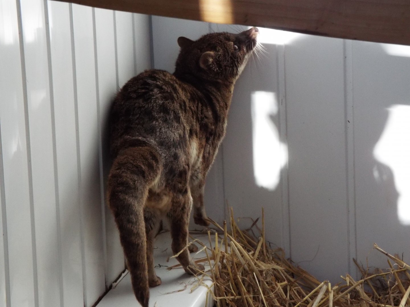 Fanaloka, Exmoor Zoo