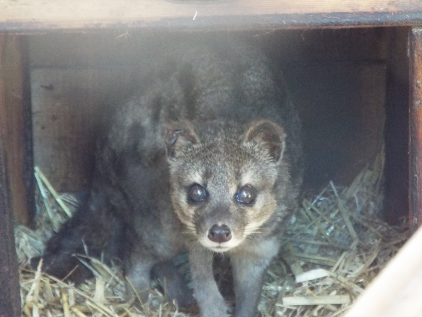 Fanaloka, Exmoor Zoo