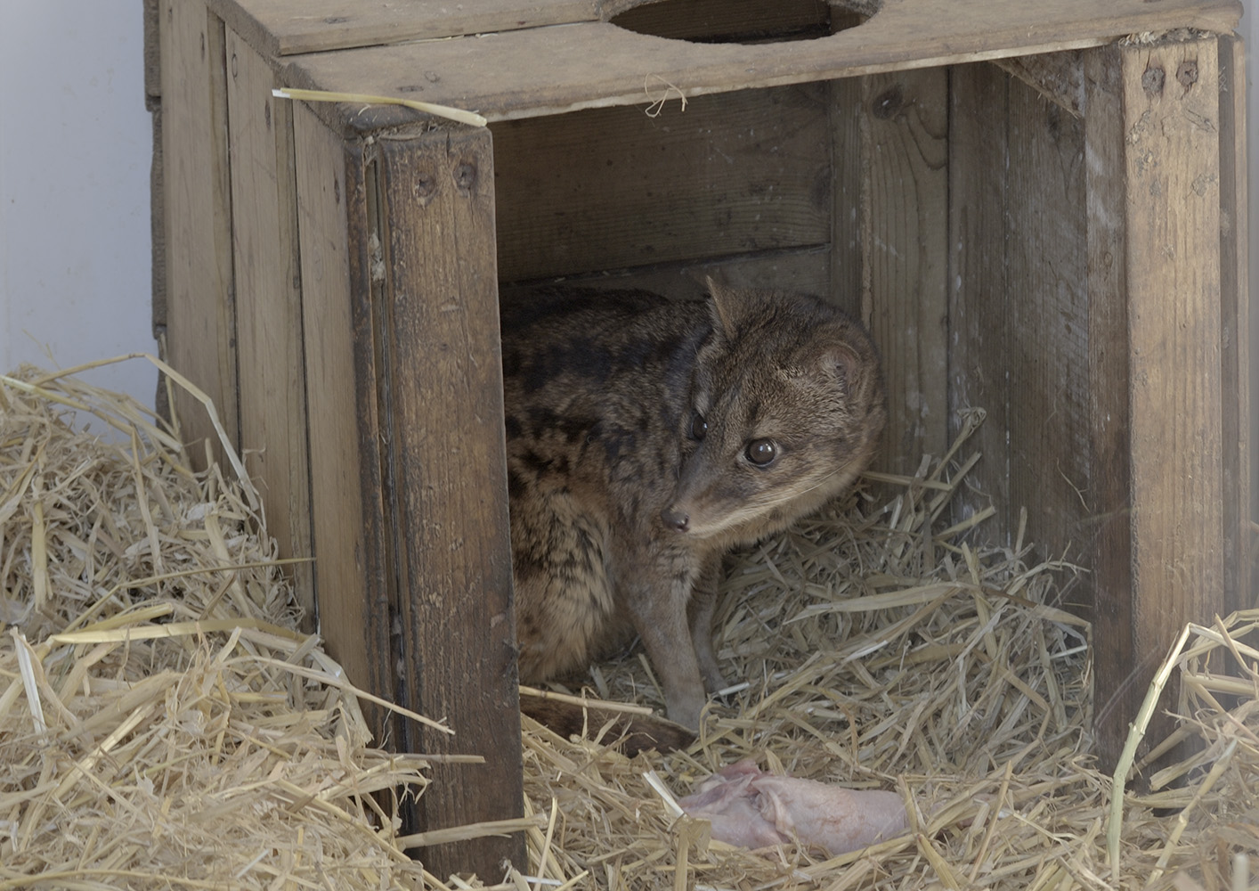 Fanaloka feeding time
