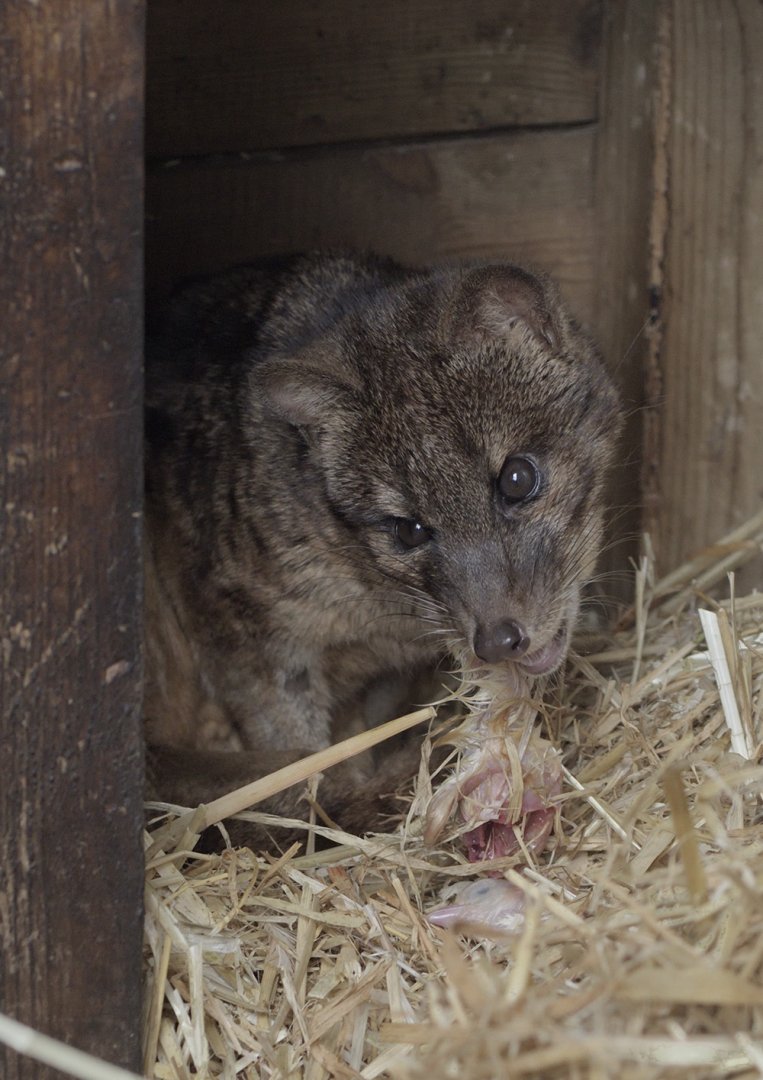 Fanaloka feeding time