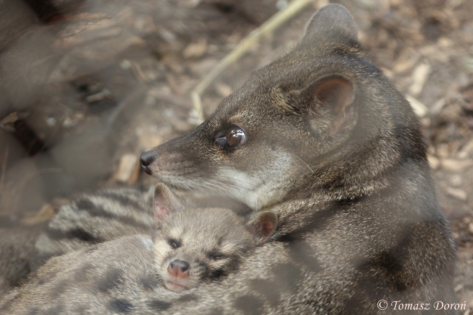 Fanaloka (Fossa fossana) female with young