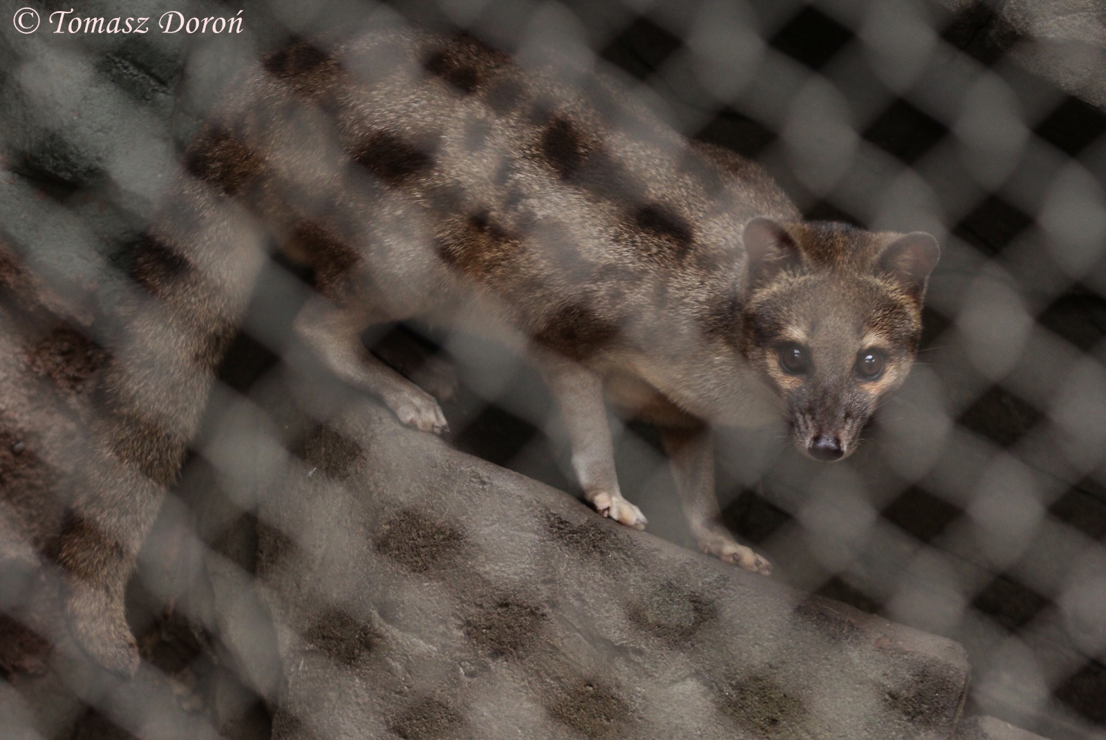 Fanaloka (Fossa fossana)
