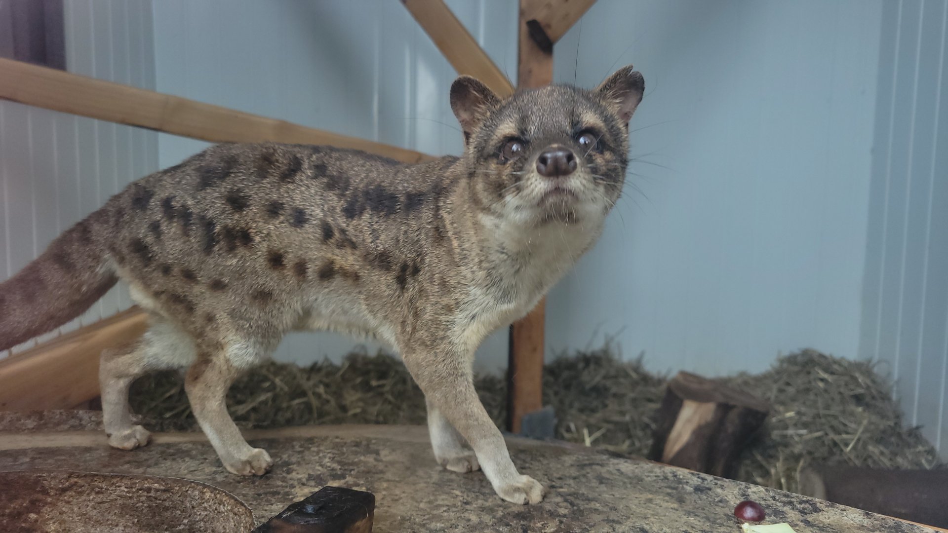 Fanaloka (Fossa fossana)