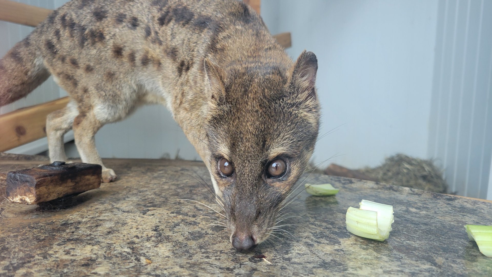 Fanaloka (Fossa fossana)