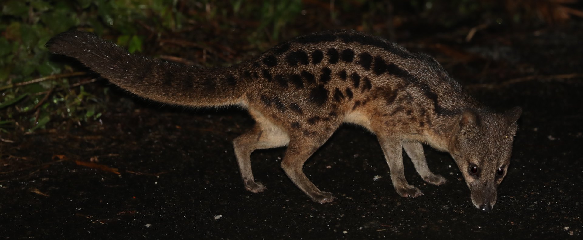 Fanaloka (Fossa fossana),