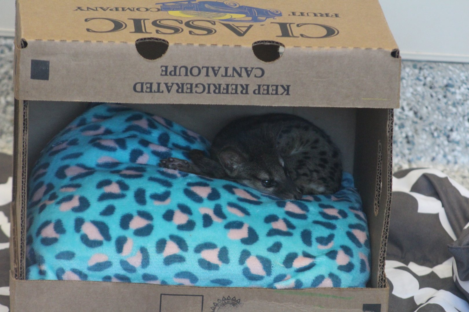 Fanaloka kitten | Hca Healthcare Veterinary Center