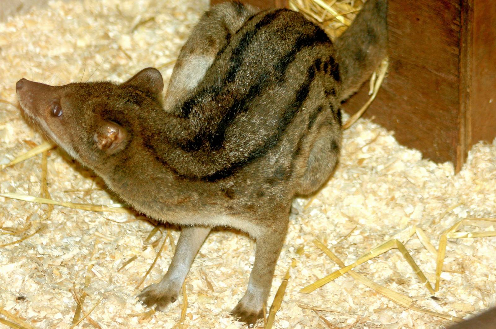 Fanaloka; RSCC; 20th June 2015