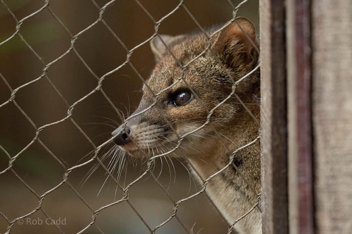 Fanaloka : RSCC : 28 Aug 2015