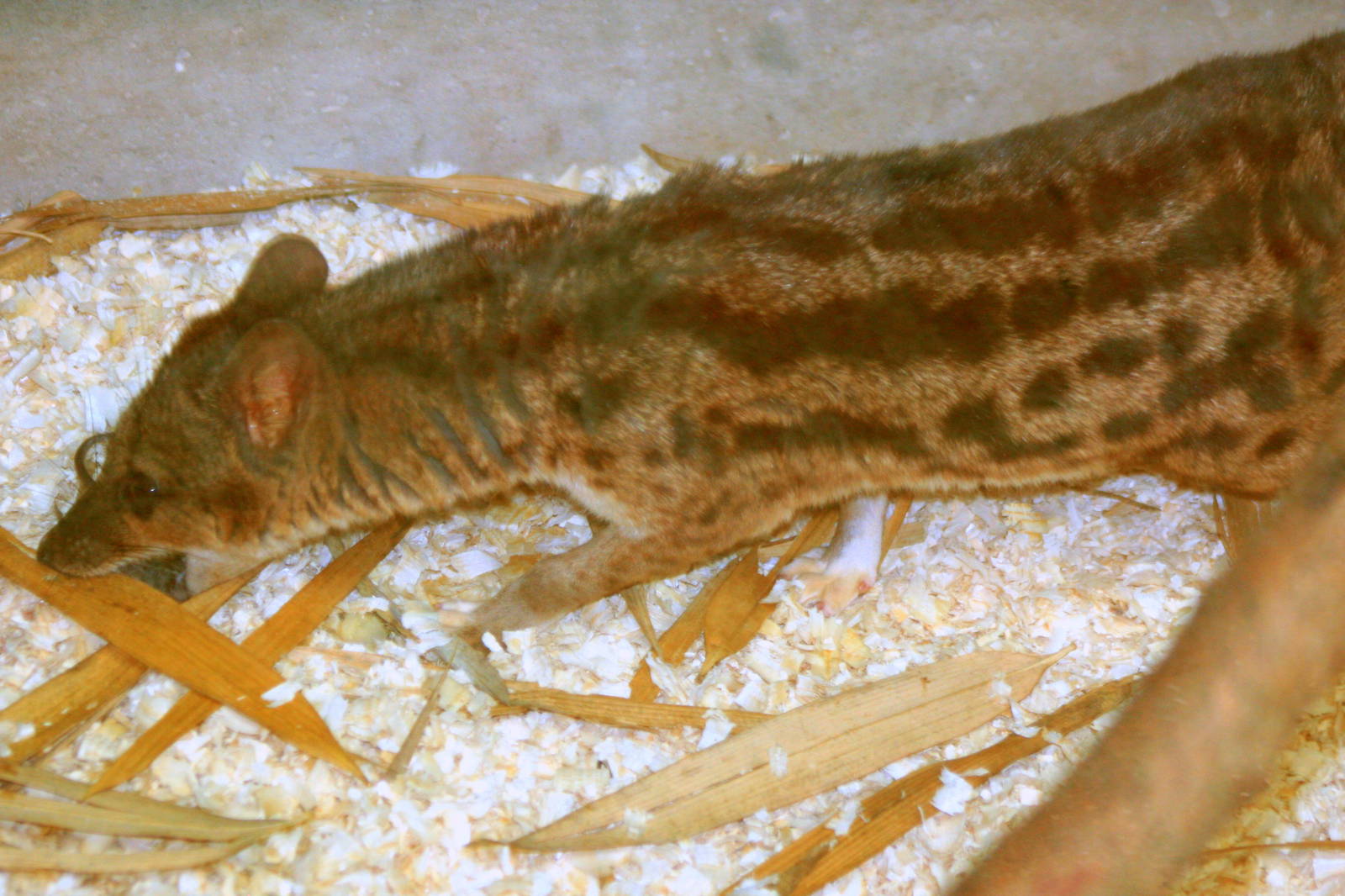 Fanaloka; RSCC Sandwich; 20th August 2011