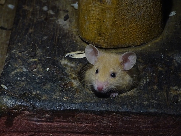 Fancy mouse (Mus musculus f. domestica)