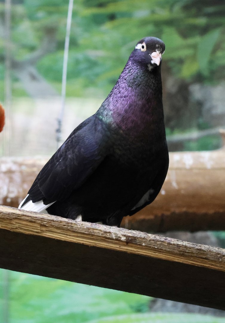 Fancy Pigeon