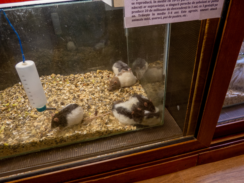 Fancy rat / Rattus norvegicus f. domestica