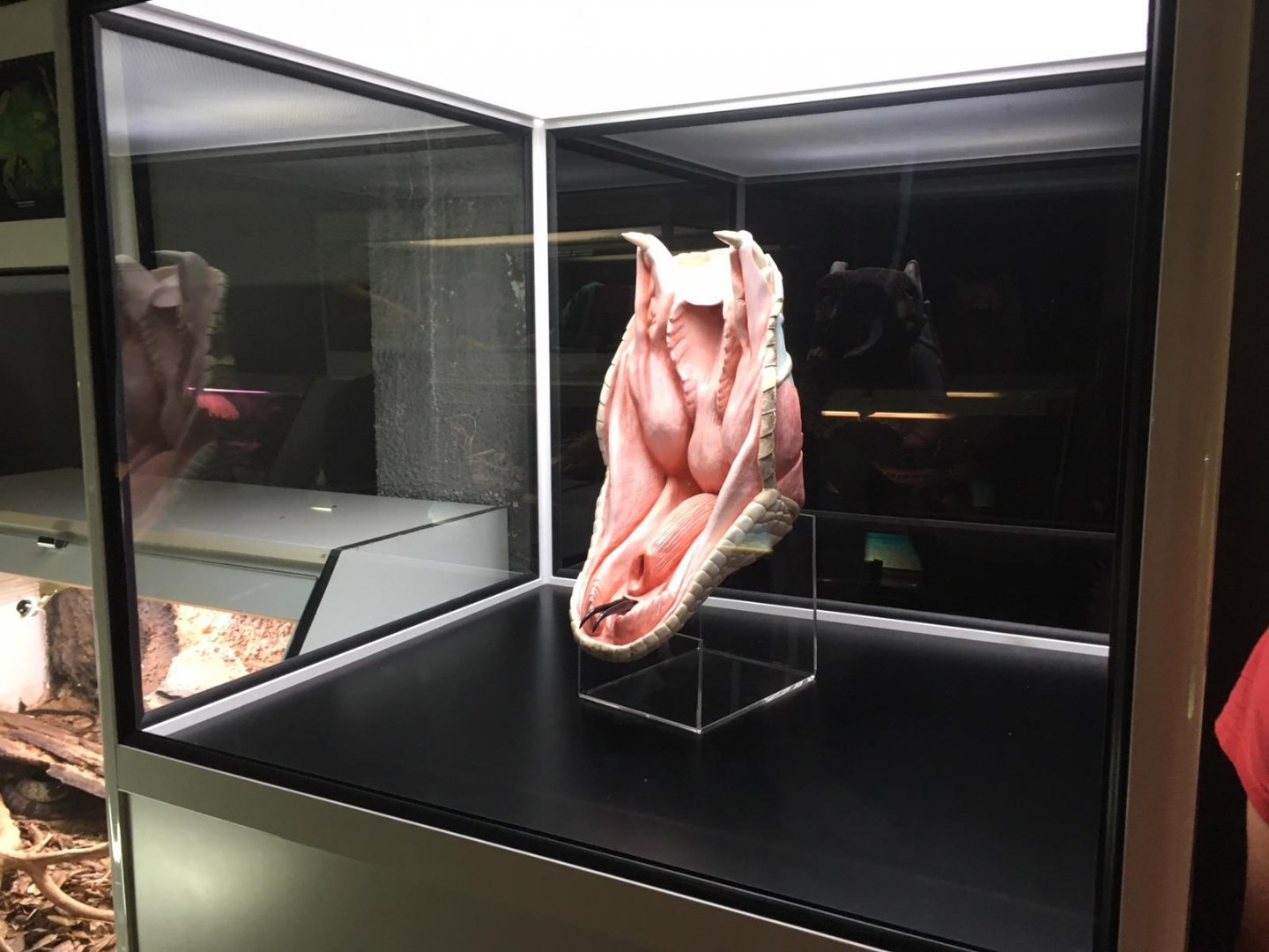 Fang display-Cabarceno (2019)