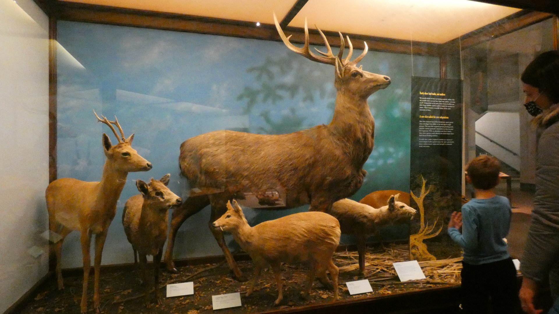 "Fang-toothed" Deer, Animal Groups - Feb. 2022