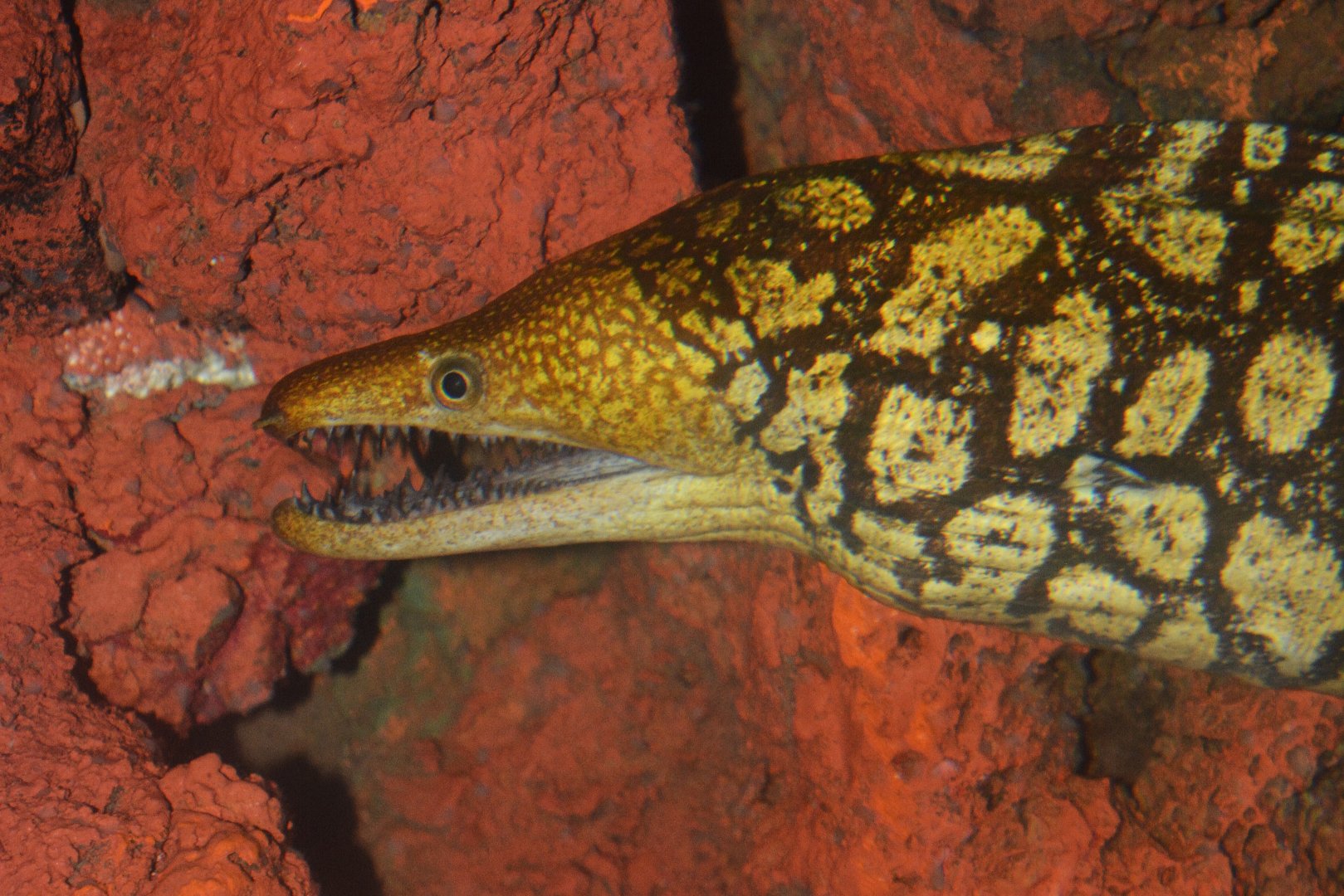 Fangtooth moray (Enchelycore anatina)
