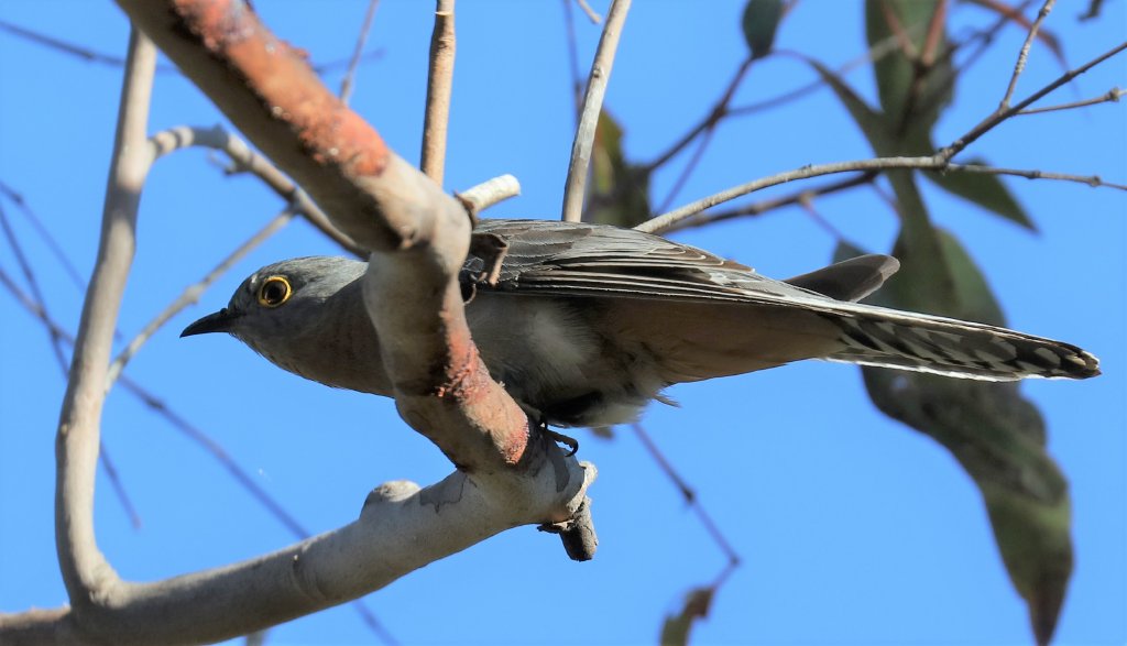Fantail Cuckoo